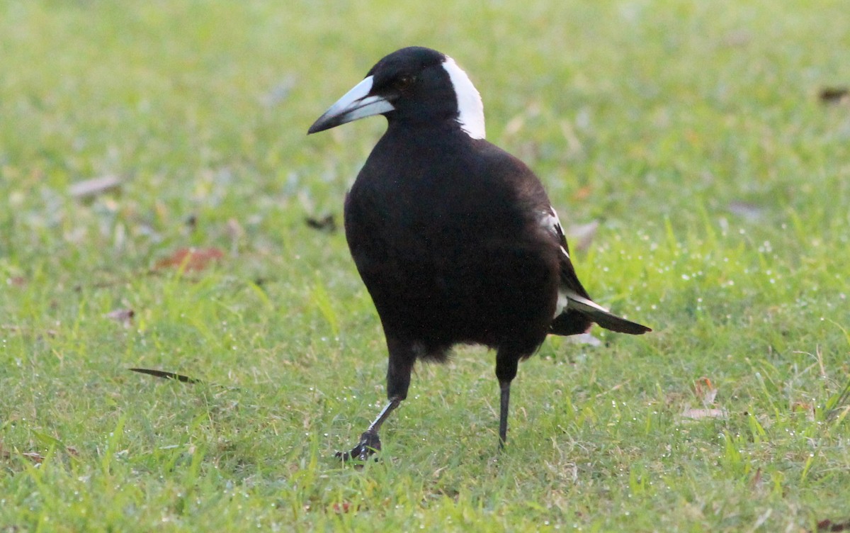 Australian Magpie - ML65019101