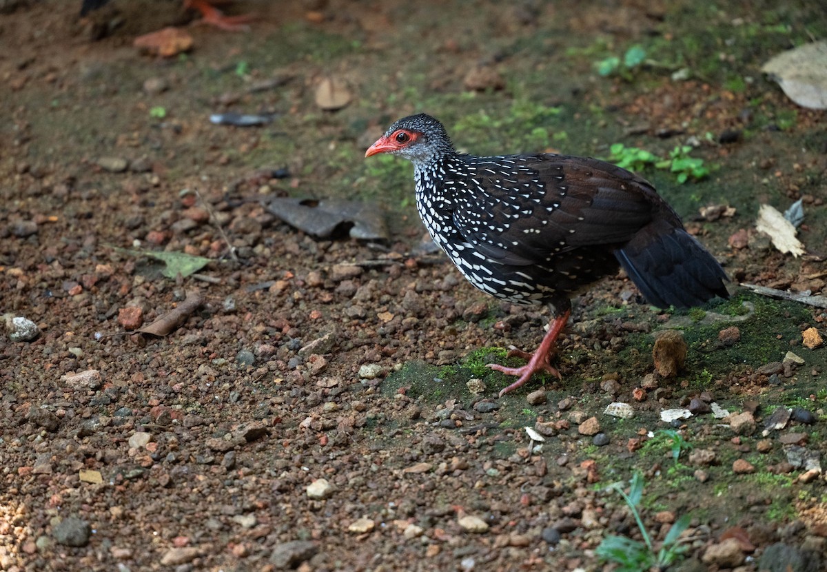 Куріпка-шпороніг ланкійська - ML650191118