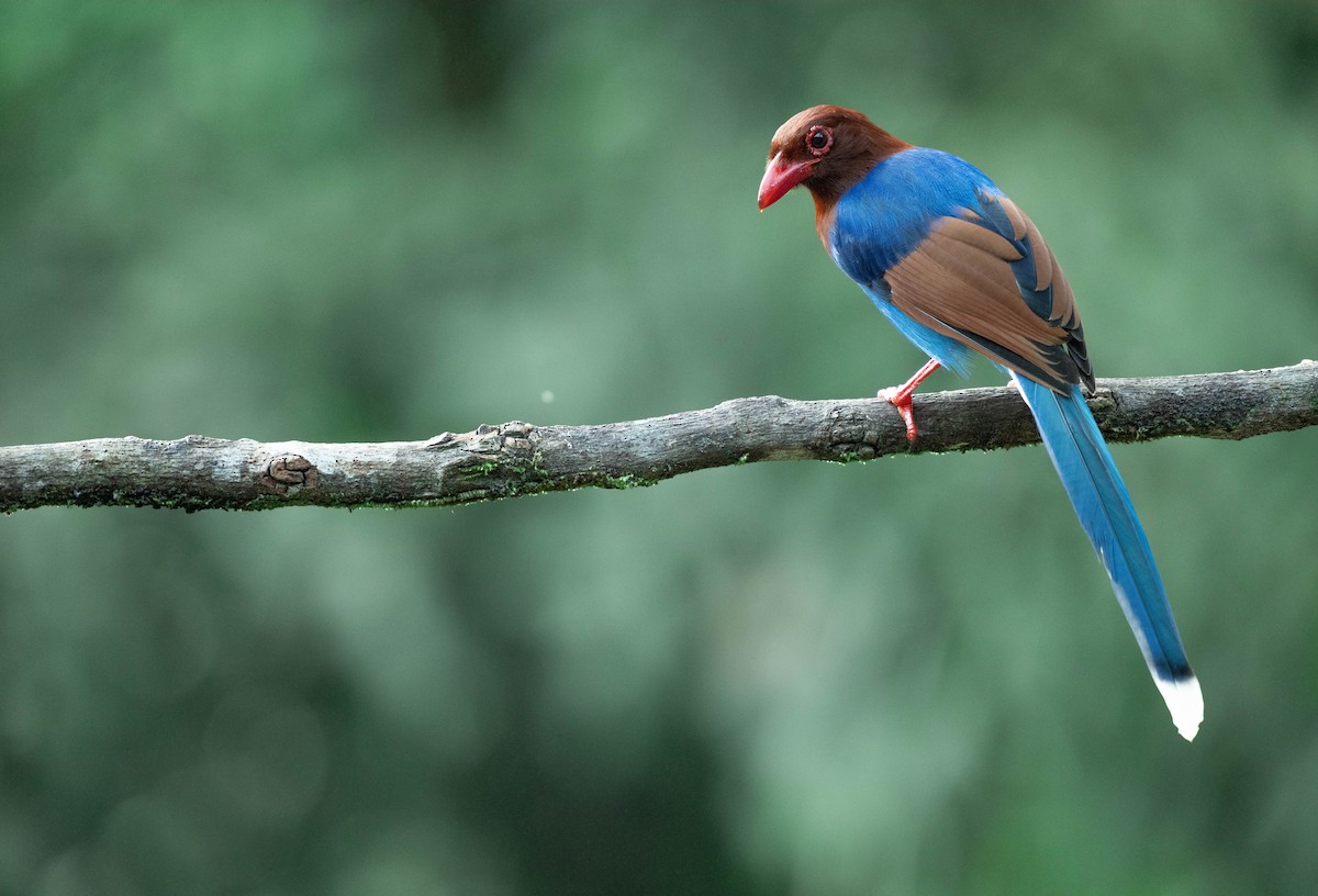 Кіта ланкійська - ML650191119