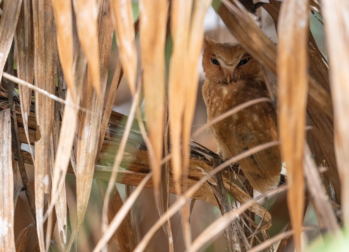 Сплюшка ланкійська - ML650191146