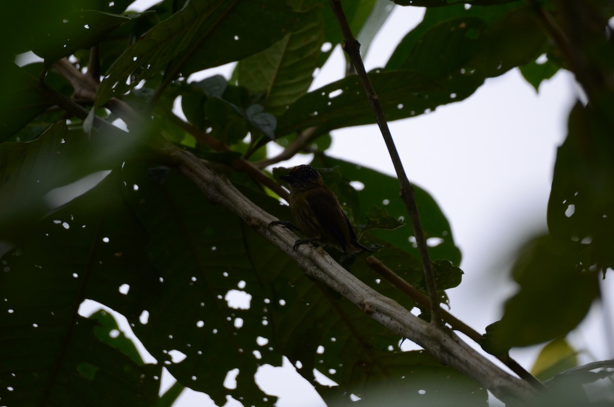 Olivaceous Piculet - ML650191150