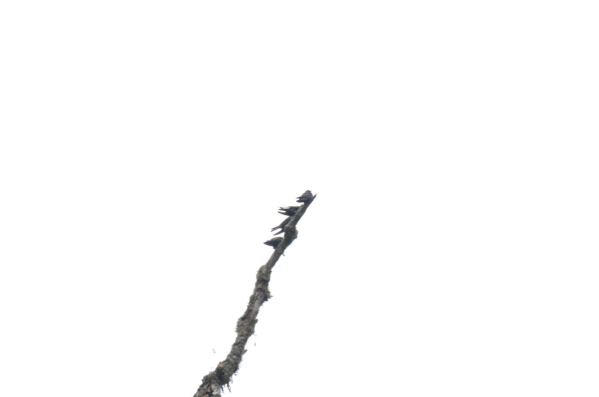 White-thighed Swallow - ML650191169