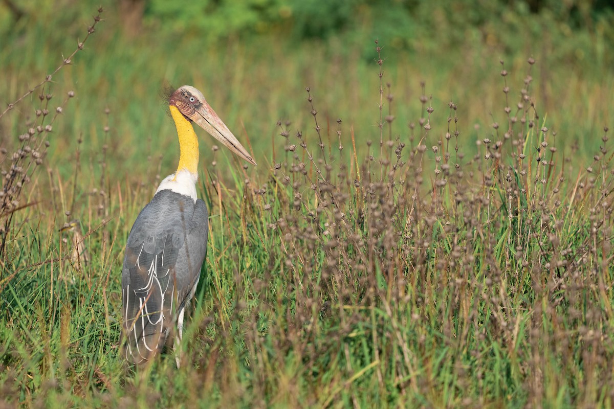 Марабу яванський - ML650191191