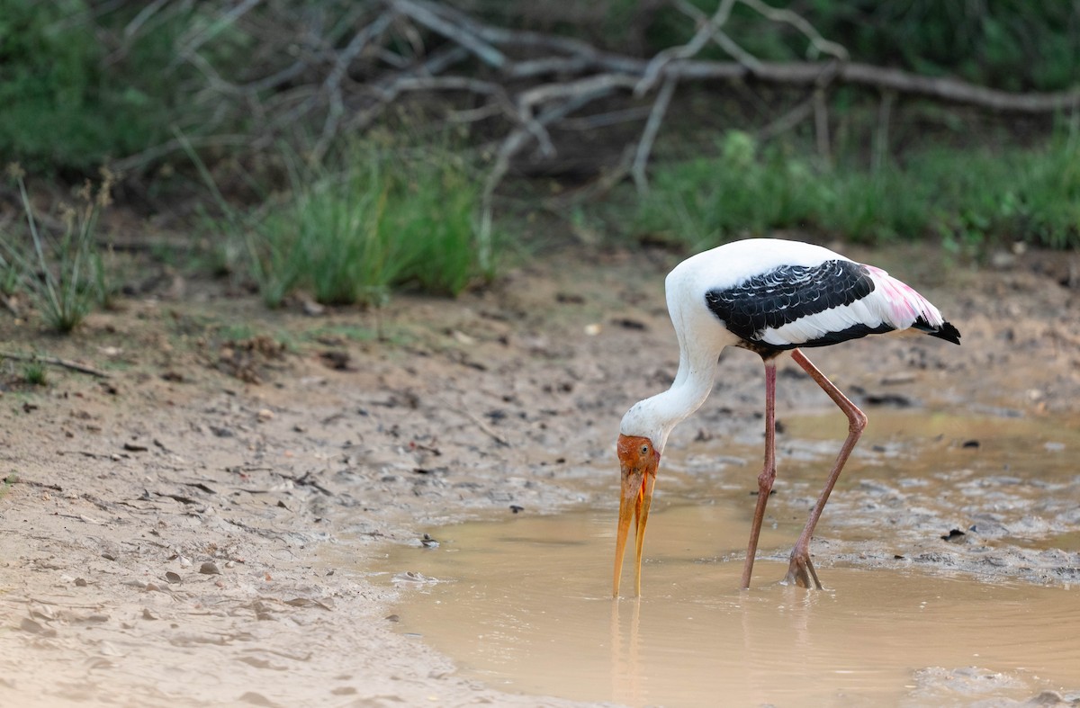 Лелека-тантал індійський - ML650191193