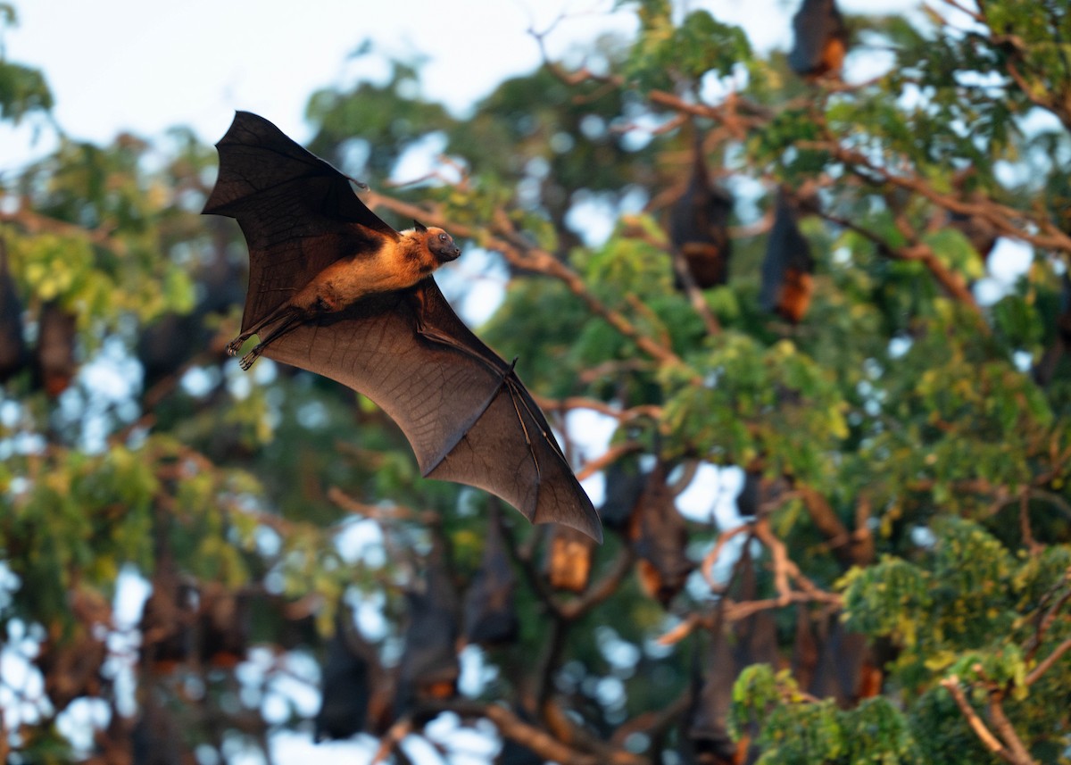 Animals - ML650191224