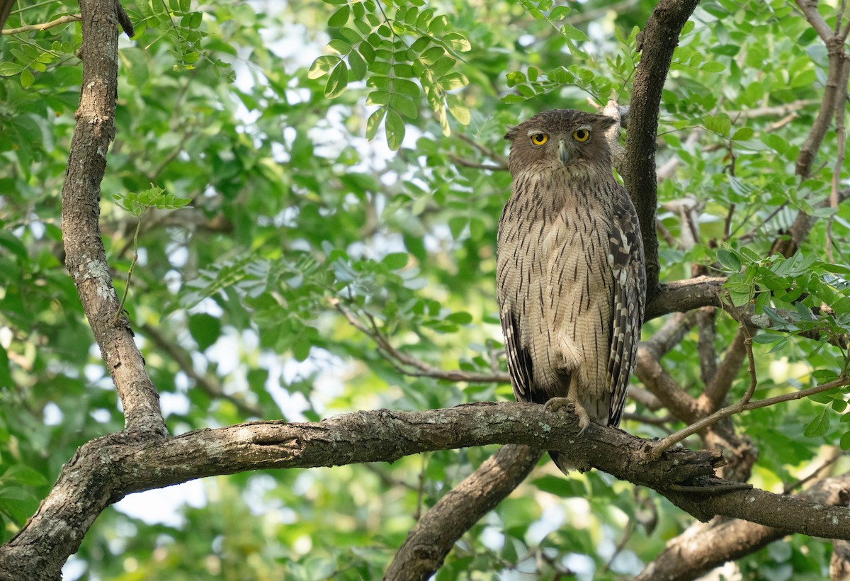 Пугач-рибоїд бурий [група zeylonensis] - ML650191310