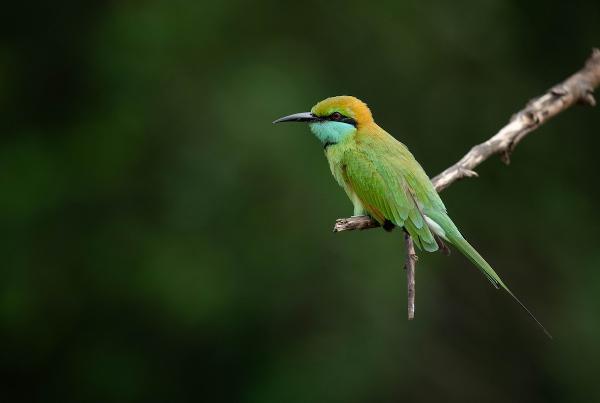 Бджолоїдка мала - ML650191384