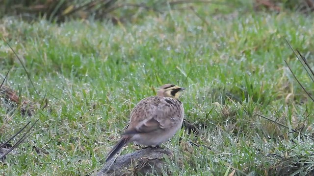 skřivan ouškatý - ML650191407