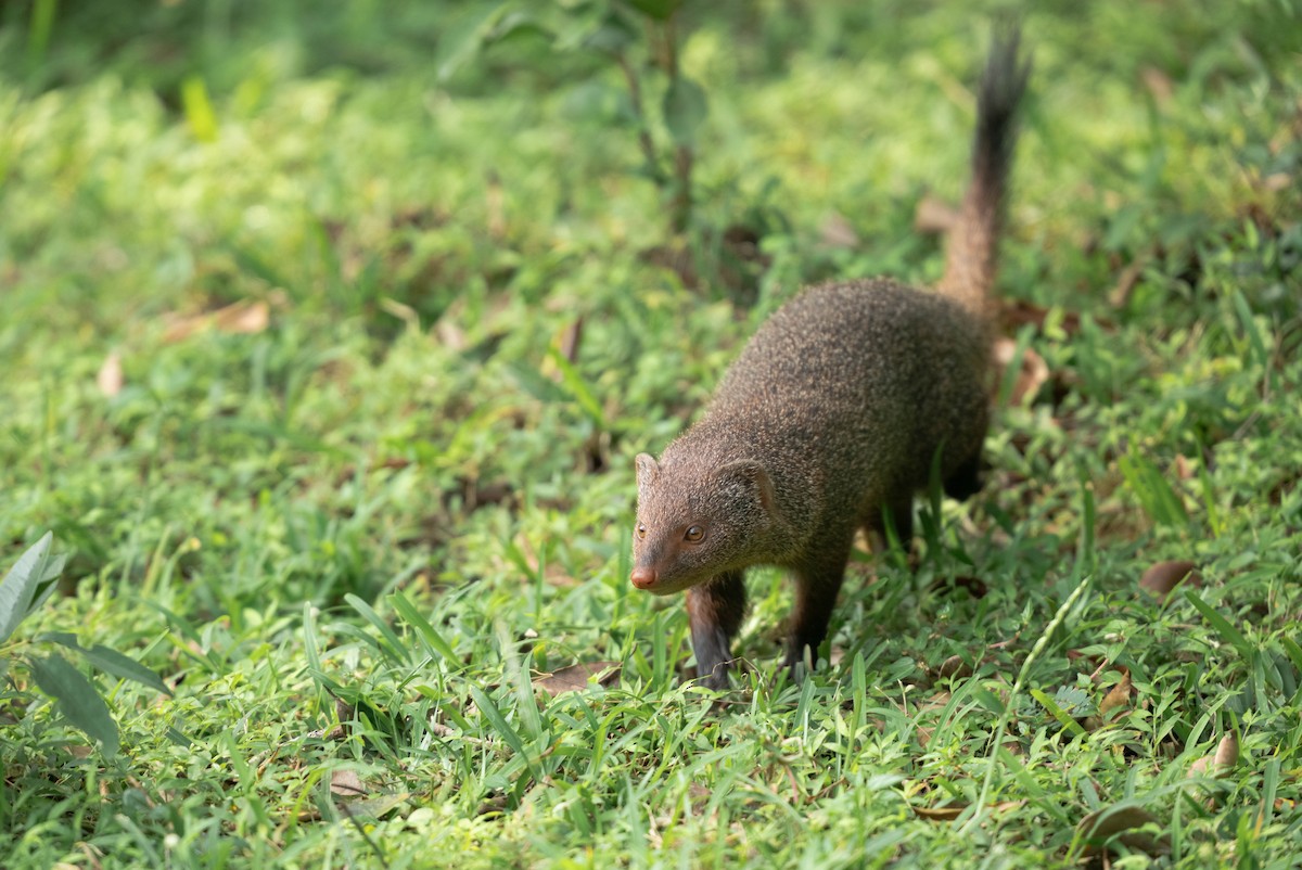 Animals - ML650191422