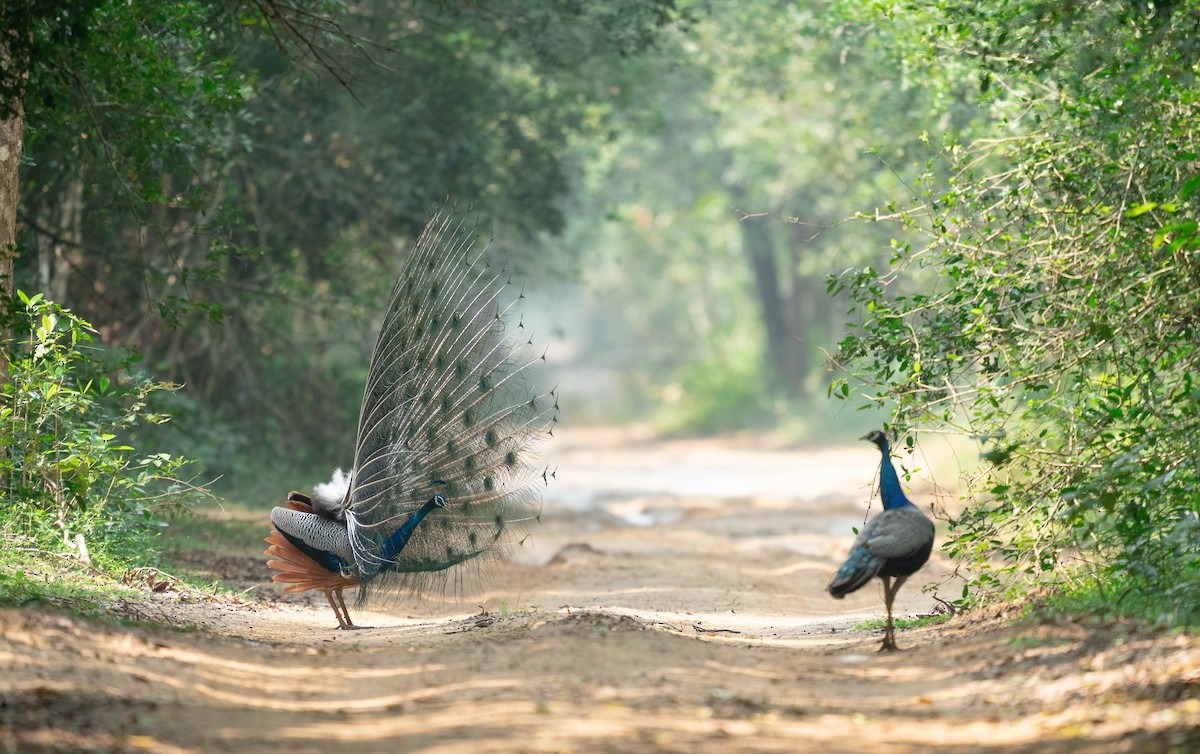 Павич чубатий - ML650191451