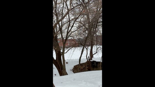 שלדג אמריקני - ML650191471