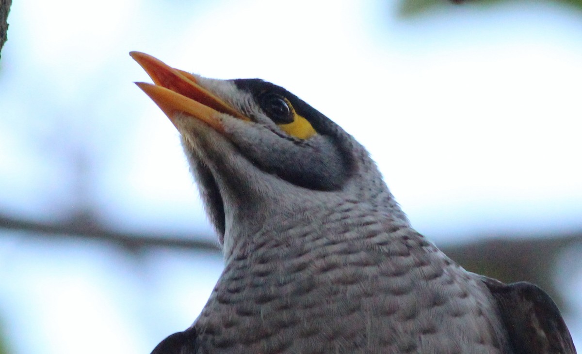 Noisy Miner - Gary Leavens