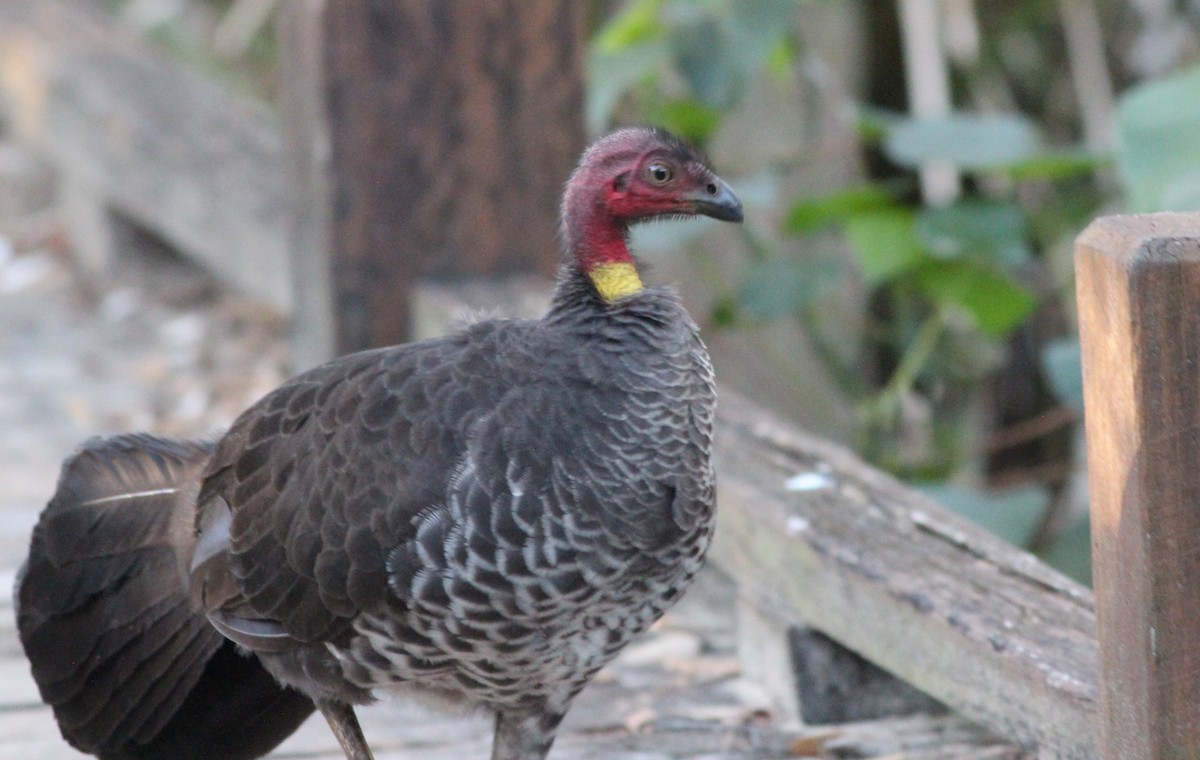 Australian Brushturkey - Gary Leavens