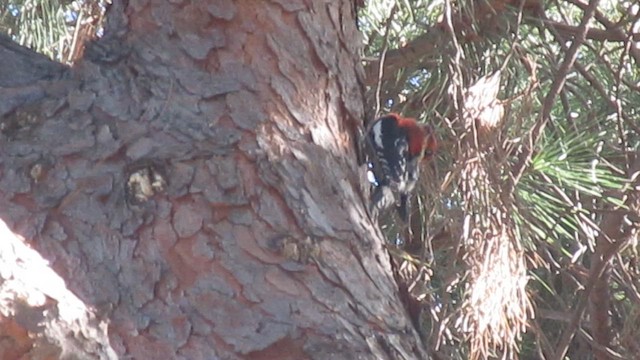 Red-breasted Sapsucker - ML650192212