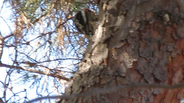 Red-breasted Sapsucker - ML650192271
