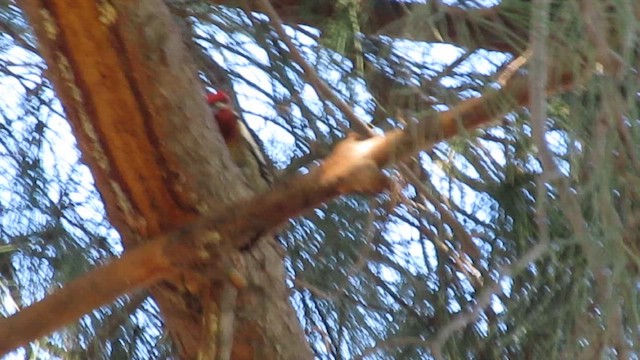 Red-breasted Sapsucker - ML650192291