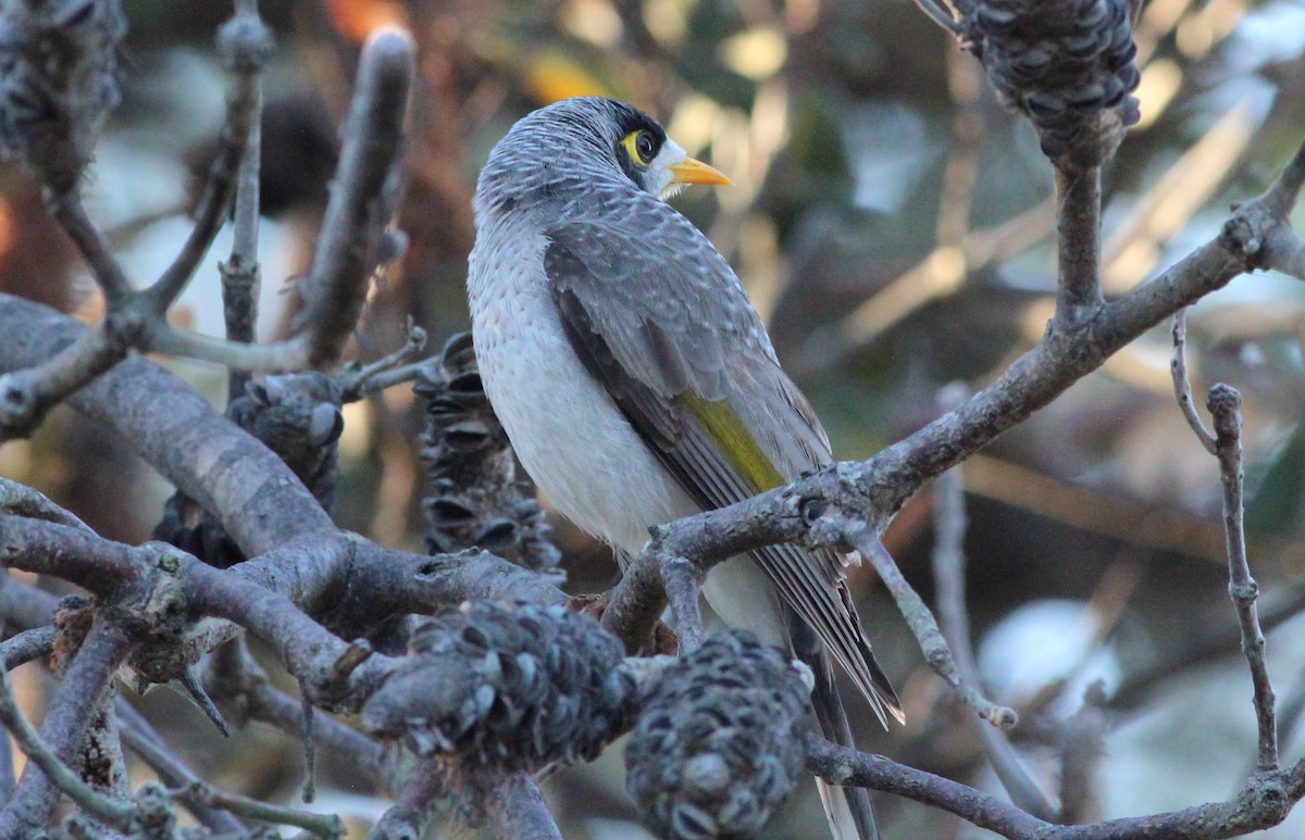 Noisy Miner - Gary Leavens