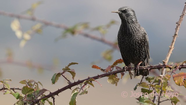 Spotless Starling - ML650193037