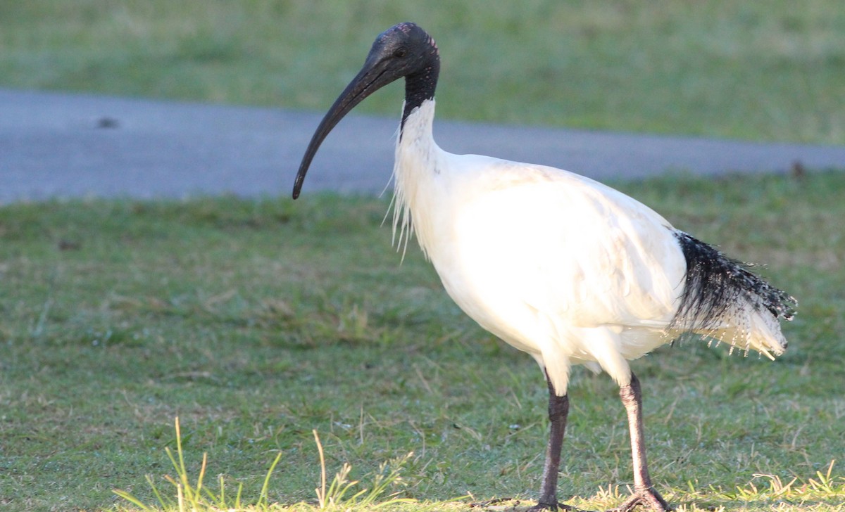 ibis australský - ML65019321