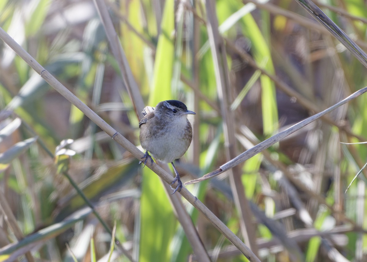 Marsh Wren - ML650193240