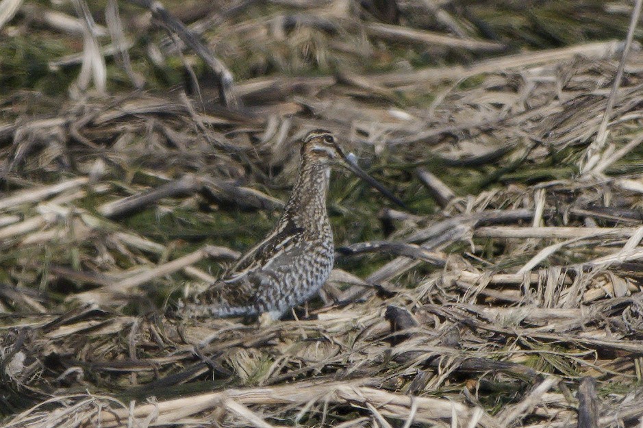 Wilson's Snipe - ML650193251