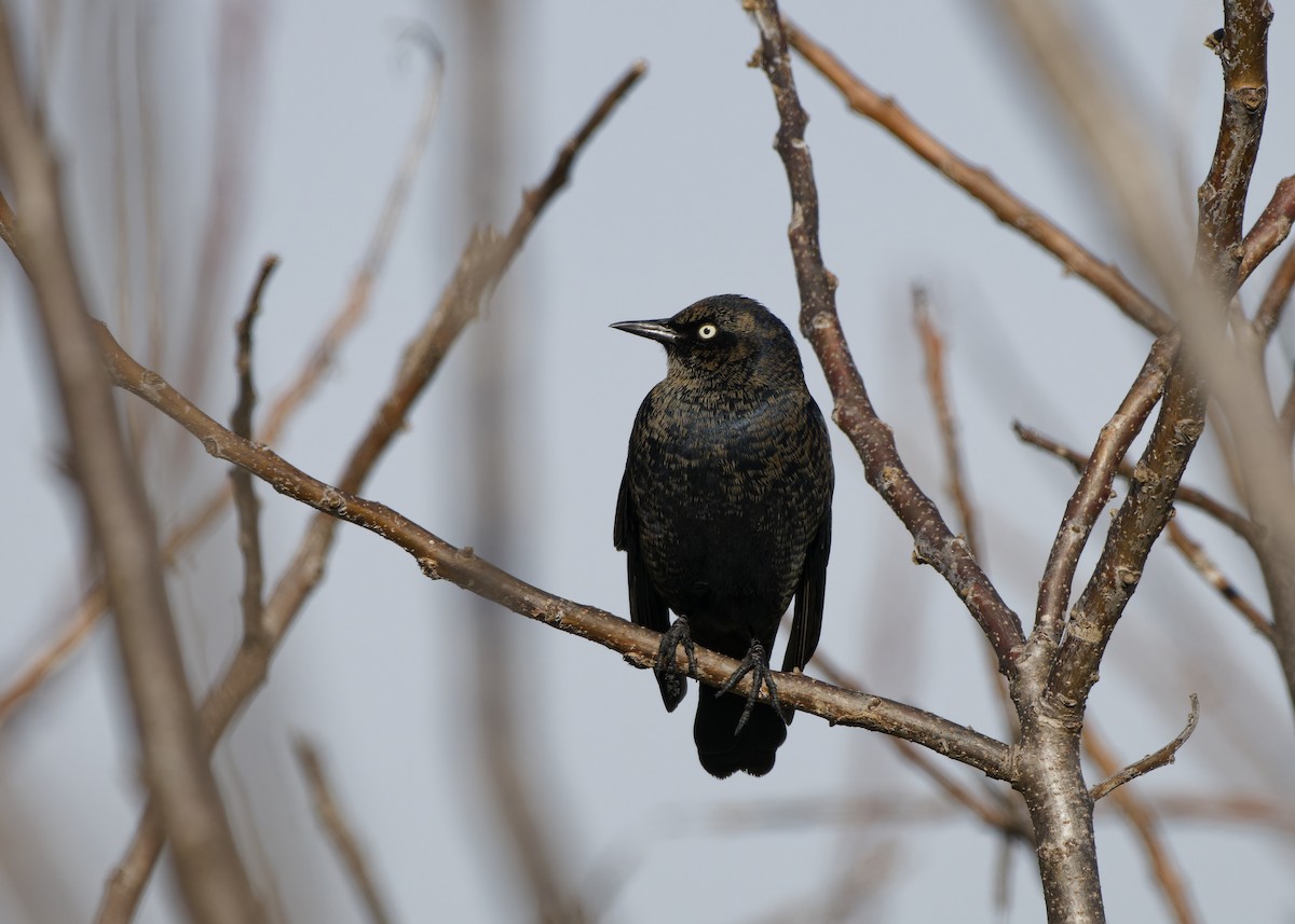 Rusty Blackbird - ML650193287