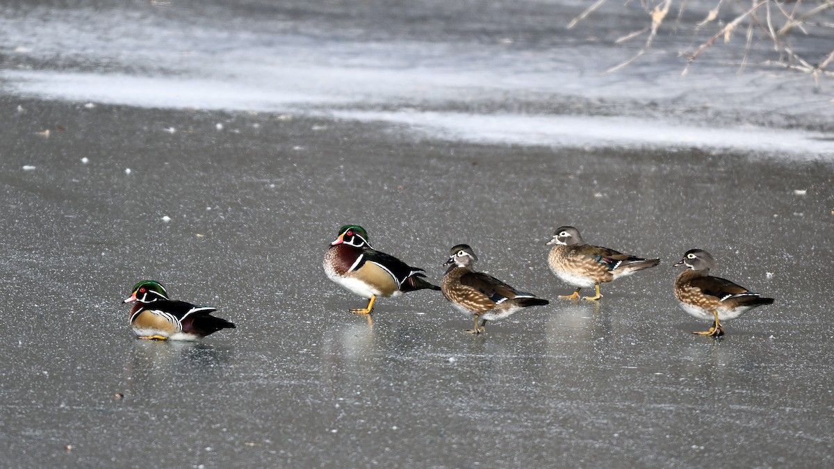 Каролінка - ML650193420