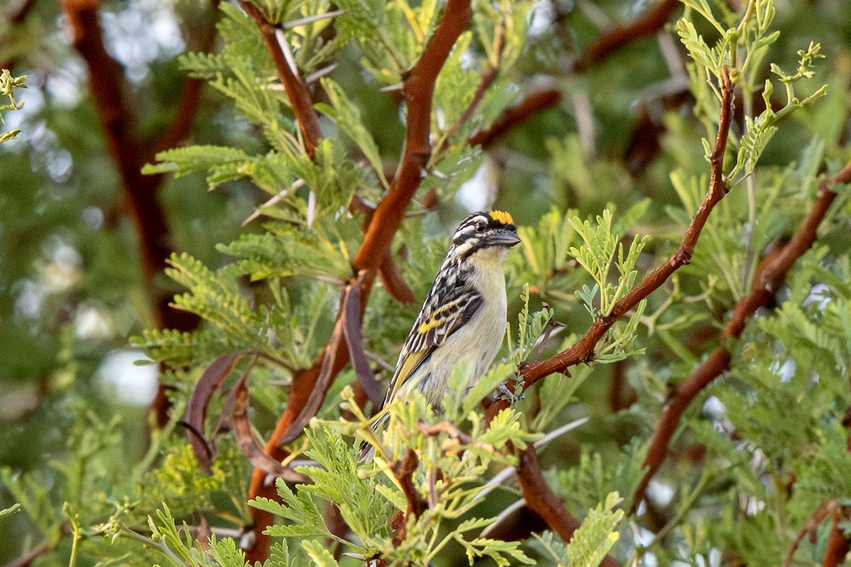 Yellow-fronted Tinkerbird - ML650193544