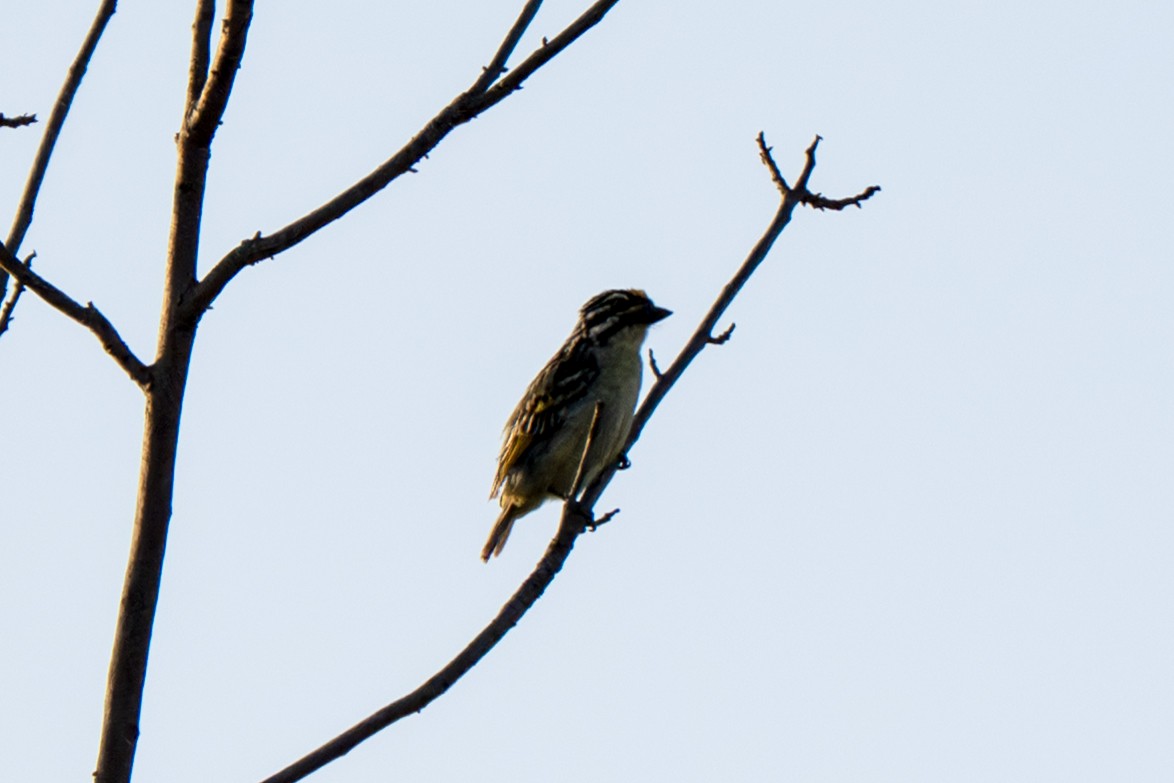 Yellow-fronted Tinkerbird - ML650193545