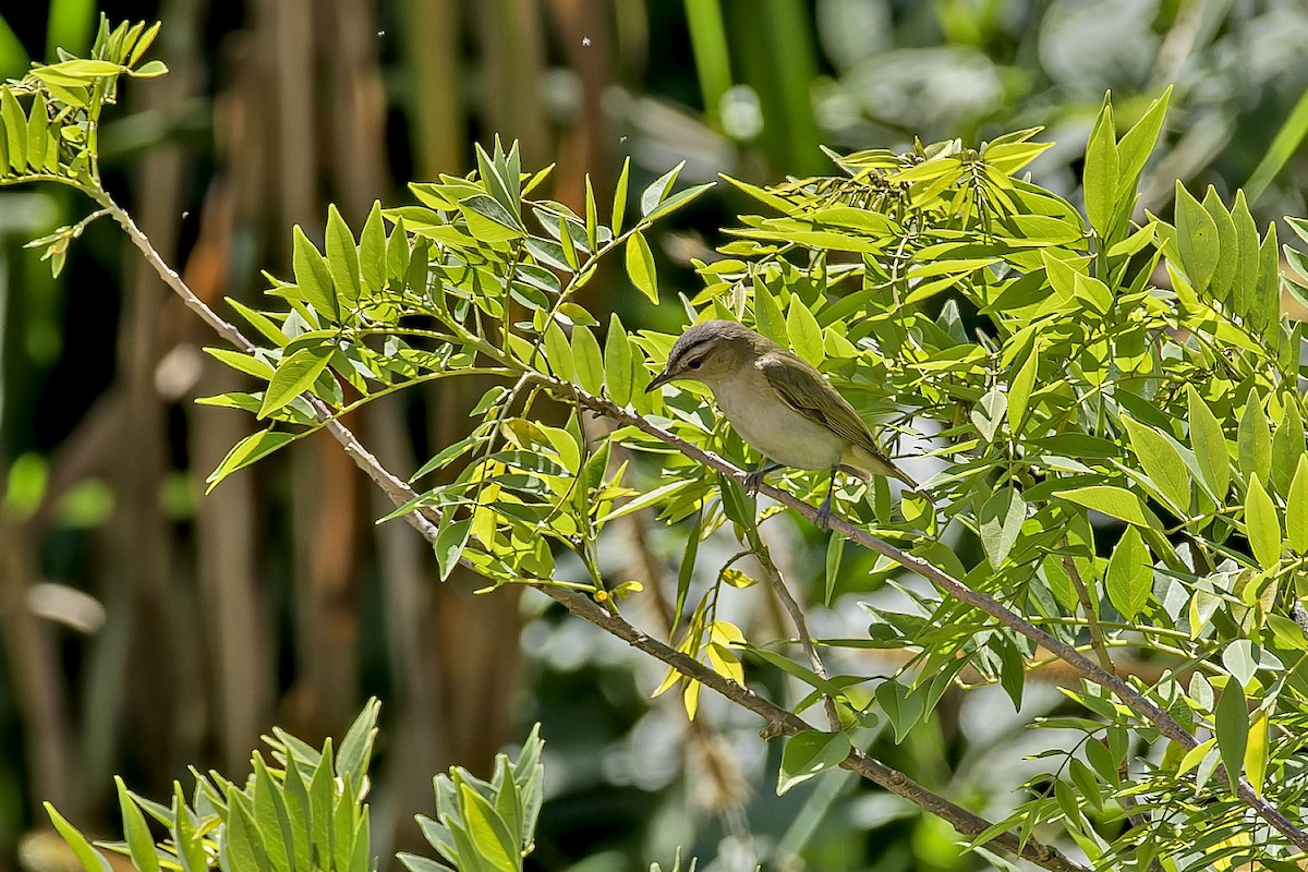 Red-eyed Vireo - ML650194037