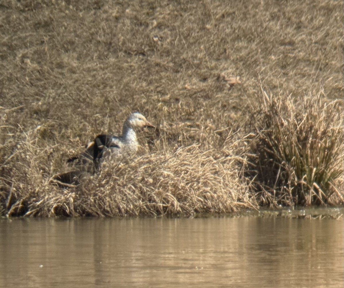 Snow Goose - ML650194348