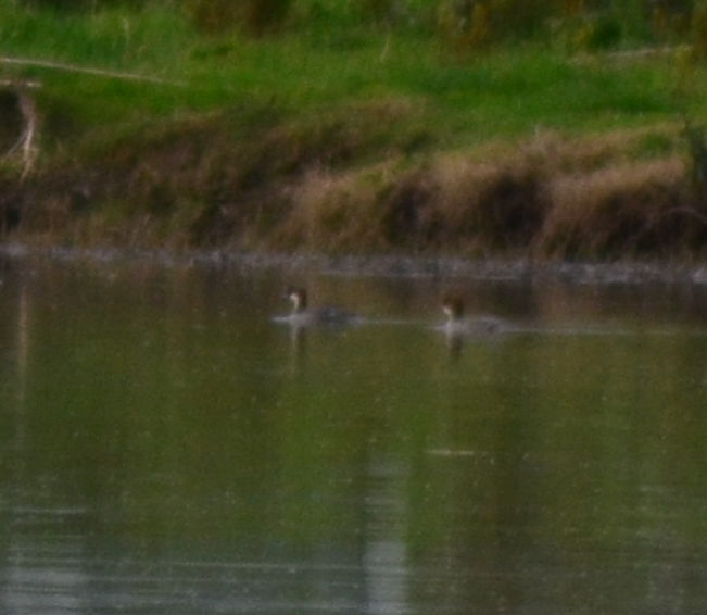 Sütlabi - ML650194750