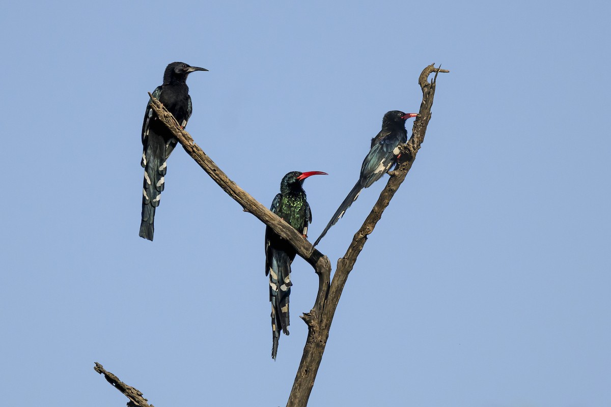 Green Woodhoopoe - ML650194851