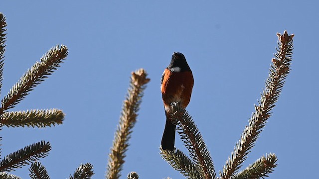 White-throated Redstart - ML650194872