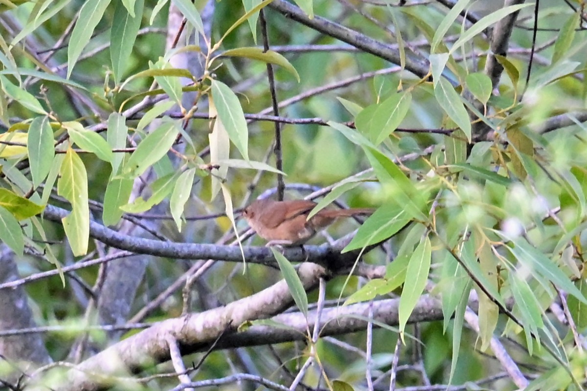 Plain Thornbird - ML650195047