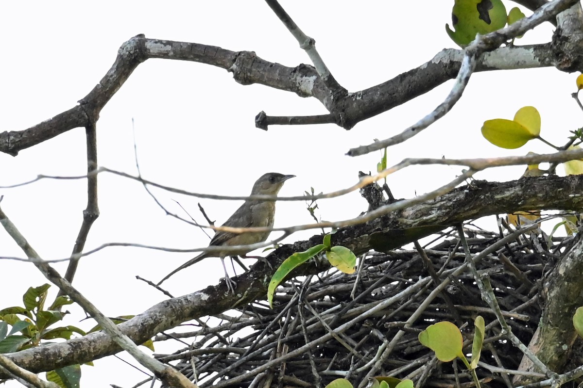 Plain Thornbird - ML650195053