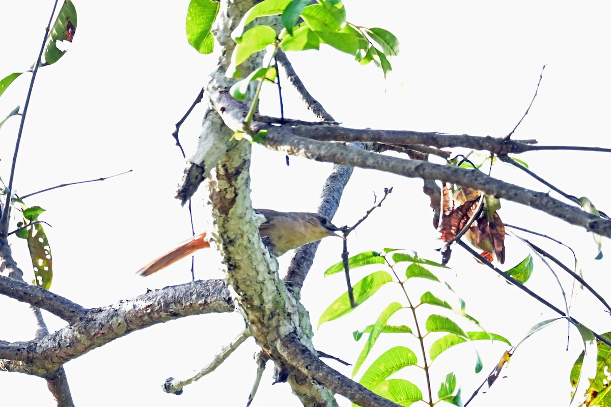 Plain Thornbird - ML650195397