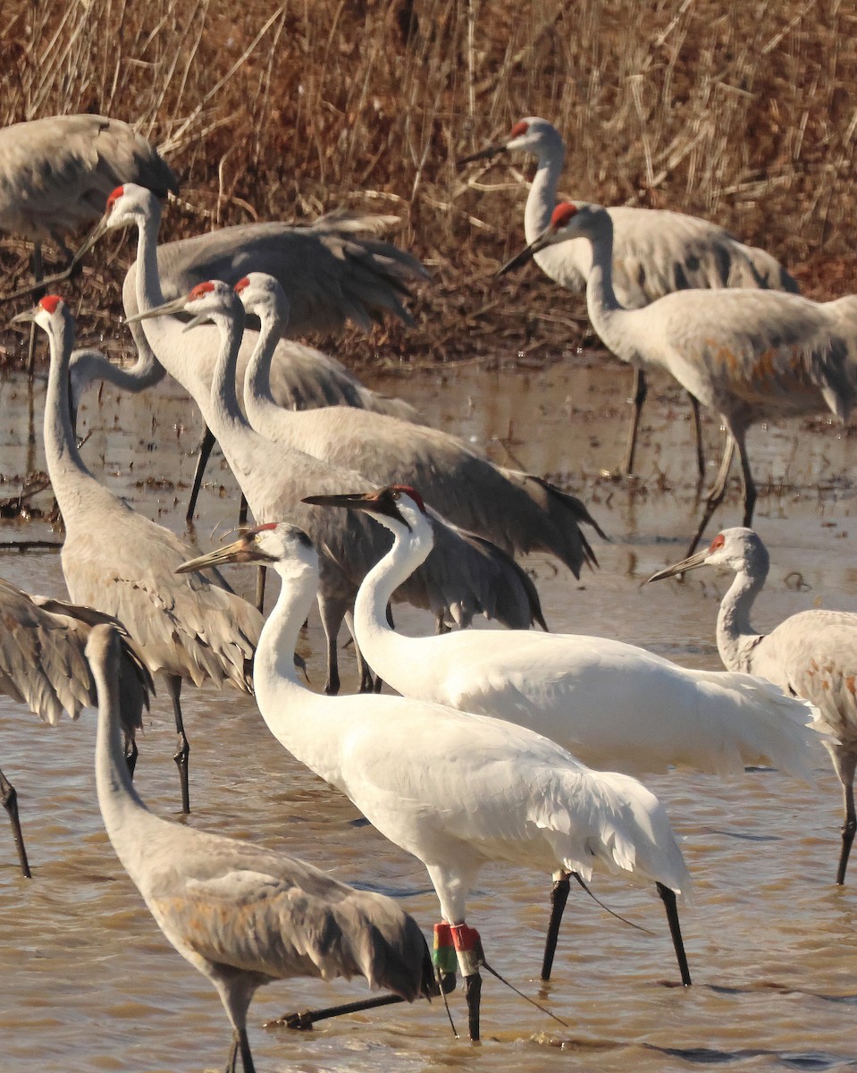 Schreikranich - ML650195522