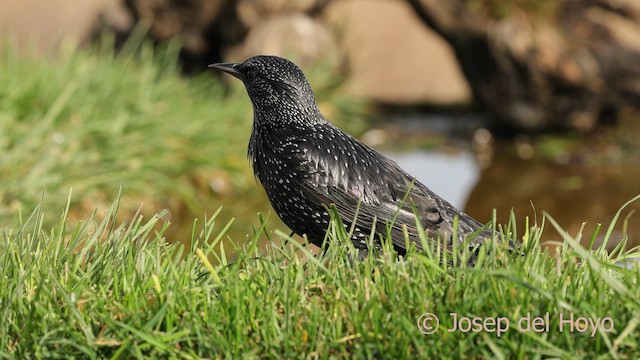 Spotless Starling - ML650195725