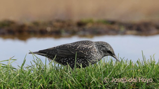 Spotless Starling - ML650195838