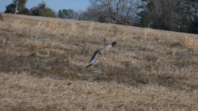 アメリカハイイロチュウヒ - ML650195852