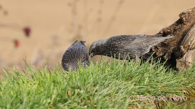 Spotless Starling - ML650196000