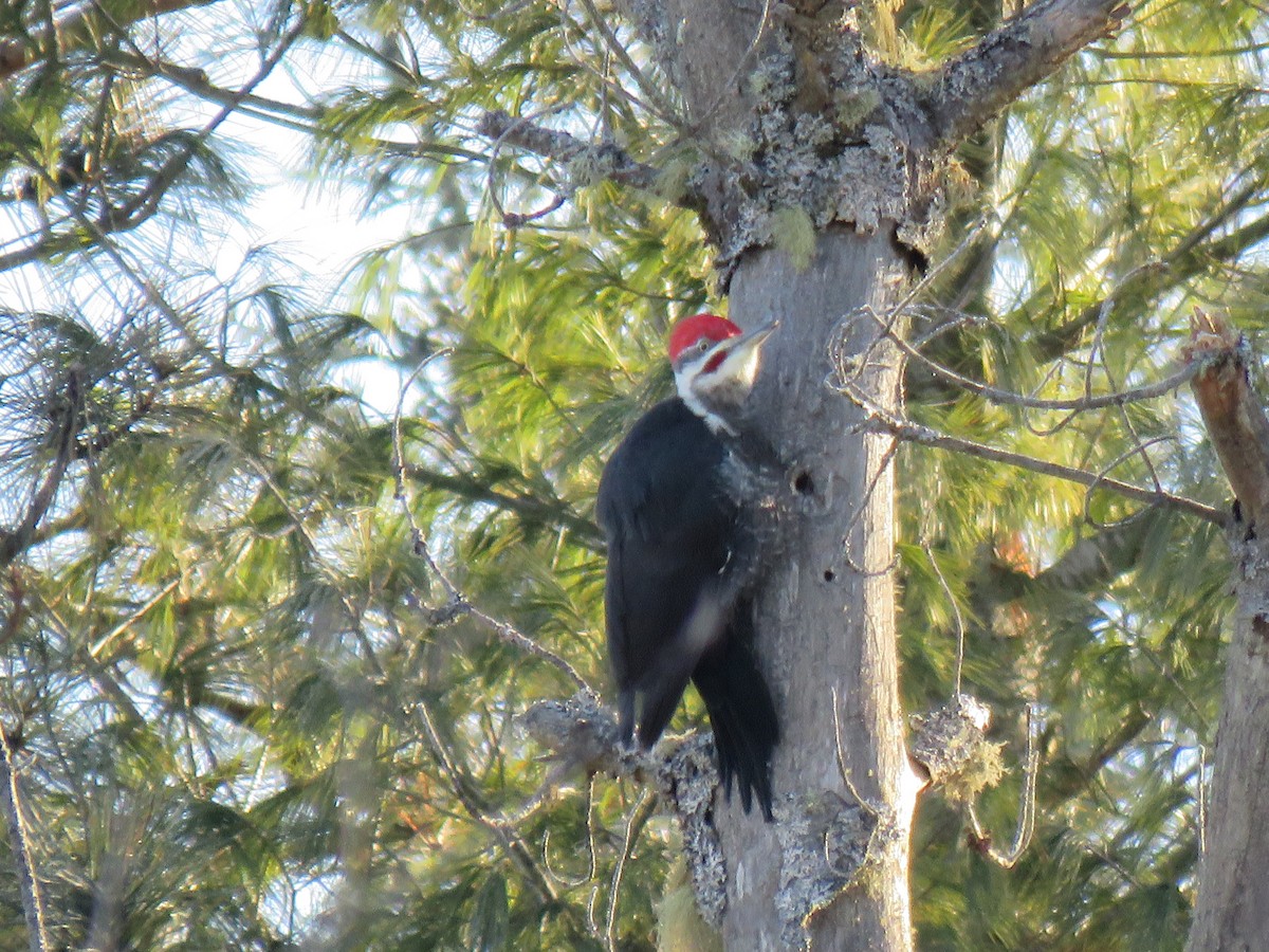Pileated Woodpecker - ML650196066