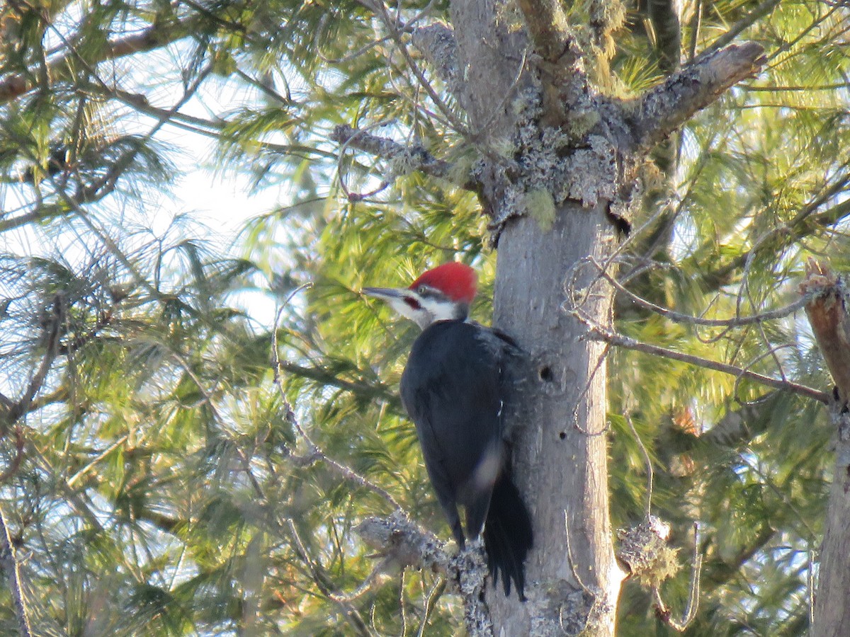 Pileated Woodpecker - ML650196068