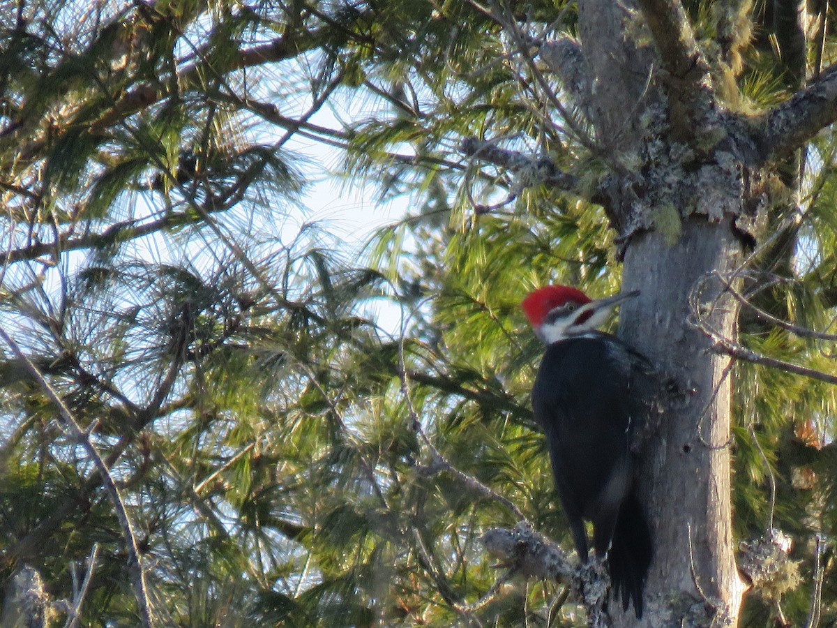 Pileated Woodpecker - ML650196069