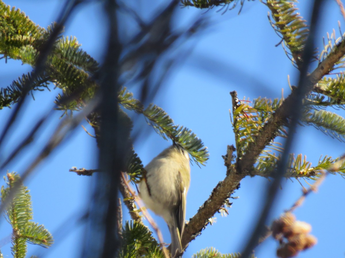 Golden-crowned Kinglet - ML650196087