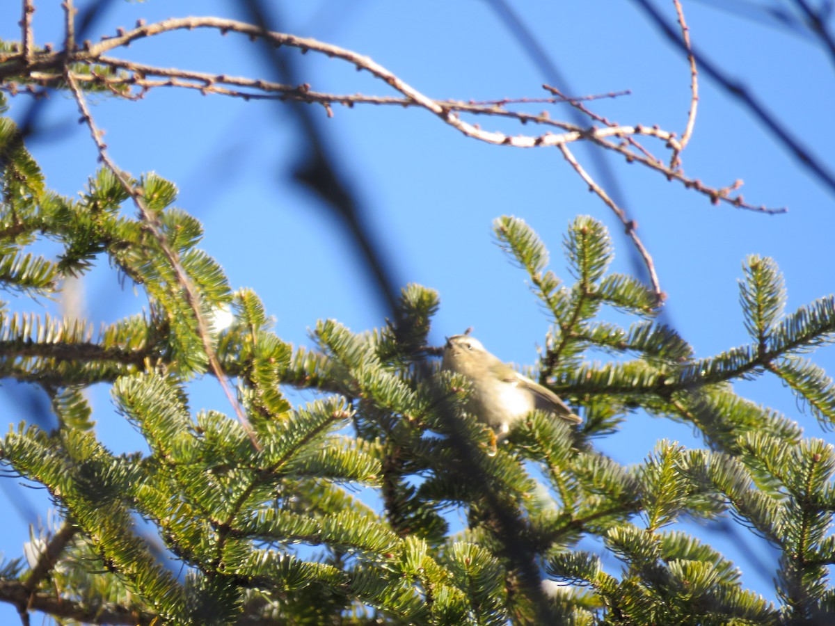 Golden-crowned Kinglet - ML650196088