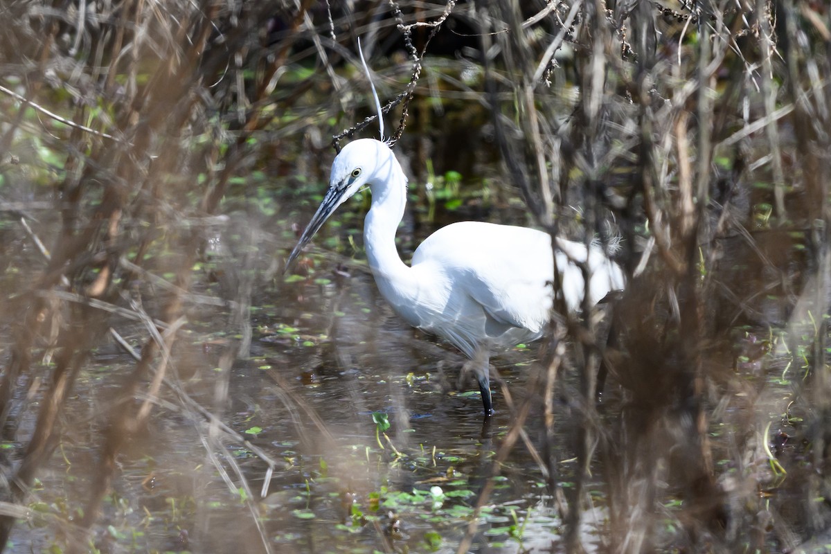 小白鷺 - ML650196275