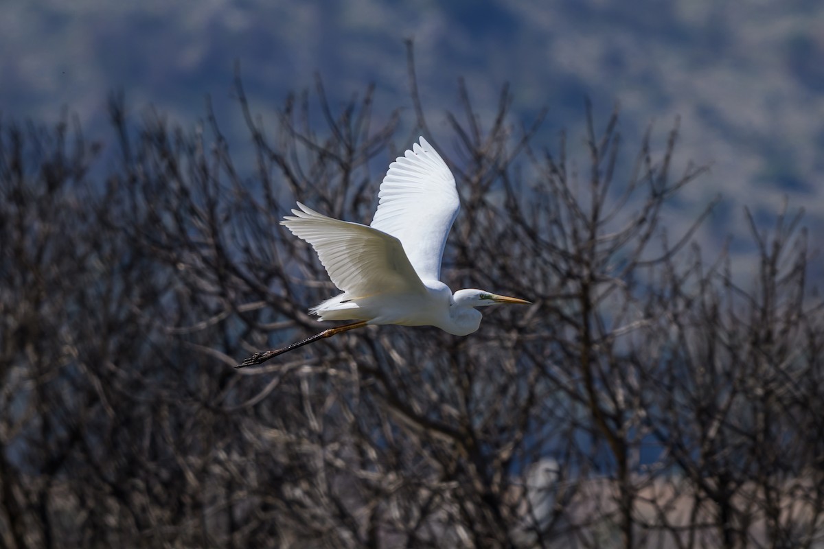 大白鷺 - ML650196292