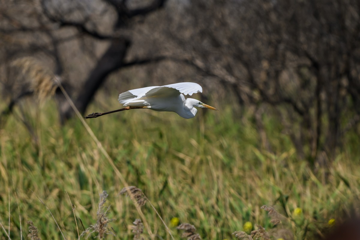 大白鷺 - ML650196293